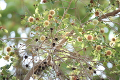 Mitragyna parvifolia